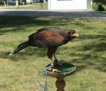 Dětský den Sadová 3.června 2023