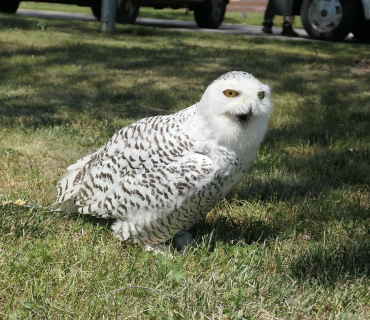 Dětský den Sadová 3.června 2023